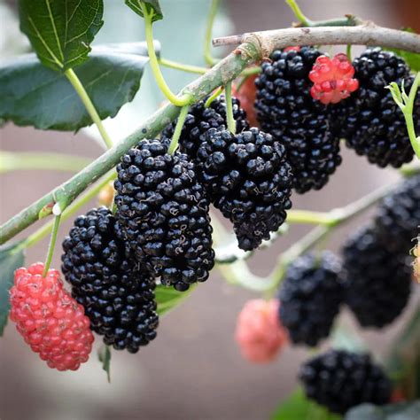 mulberry dwarf mojo berry morus.